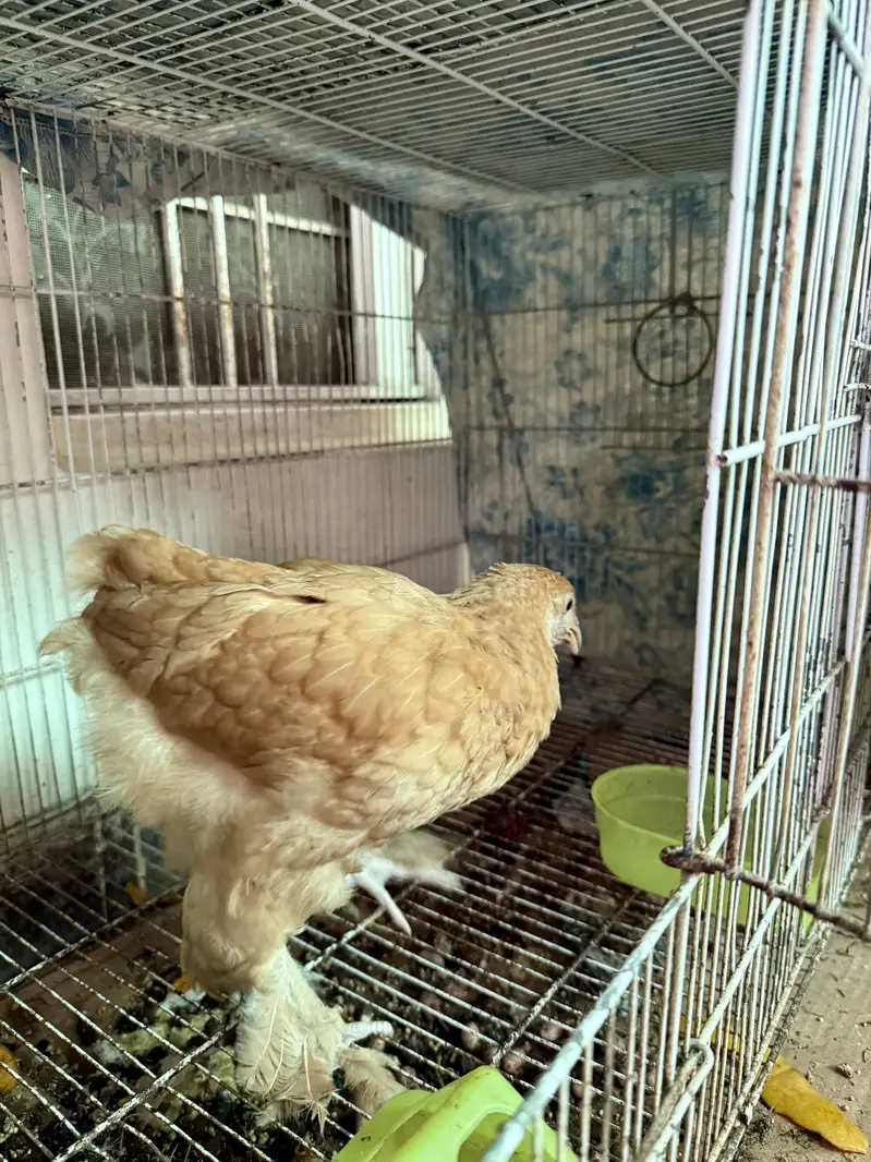 2 Golden Buff Heavy Cochin and 2 Turkey Chicks — photo 2