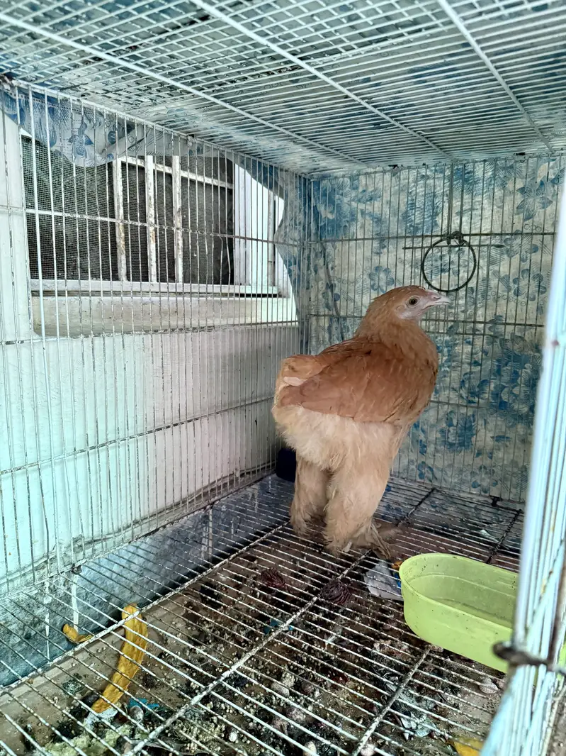 2 Golden Buff Heavy Cochin and 2 Turkey Chicks — photo 3