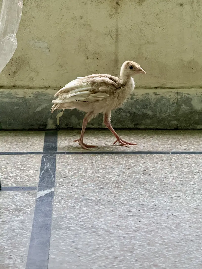 2 Golden Buff Heavy Cochin and 2 Turkey Chicks — photo 4