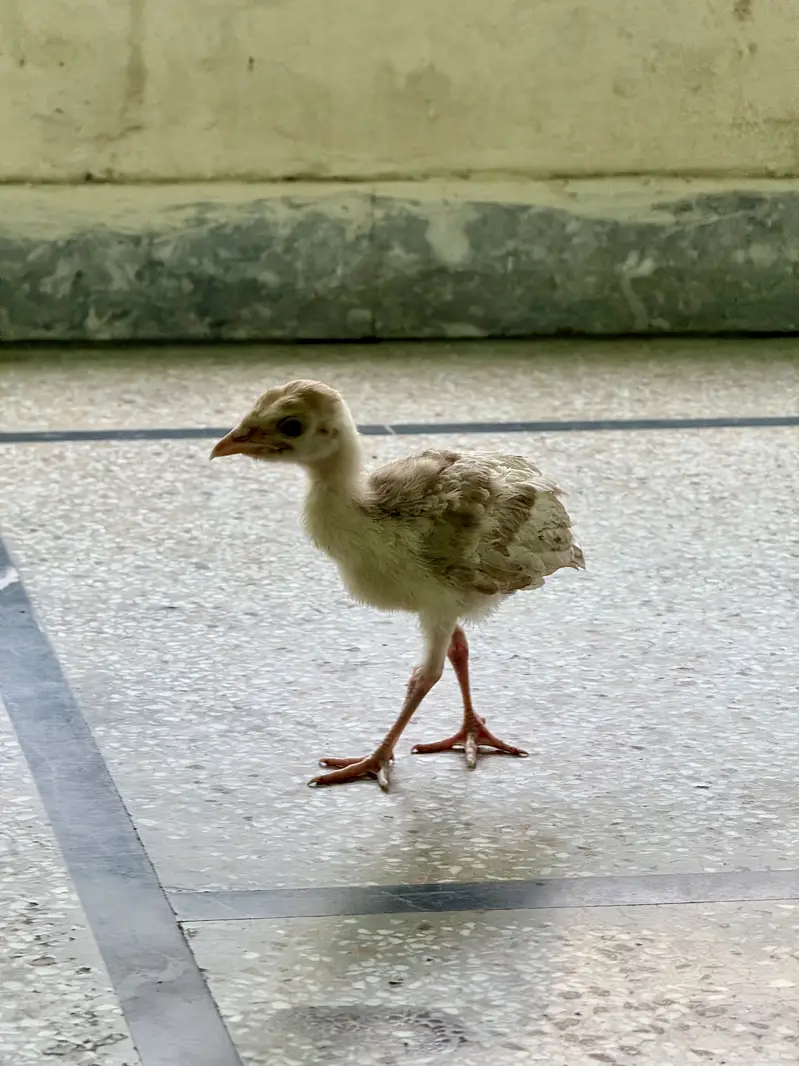 2 Golden Buff Heavy Cochin and 2 Turkey Chicks — photo 5