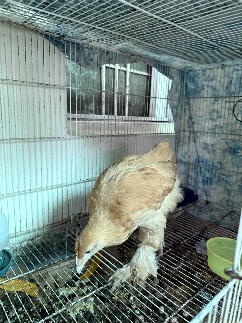 2 Golden Buff Heavy Cochin and 2 Turkey Chicks — photo 8