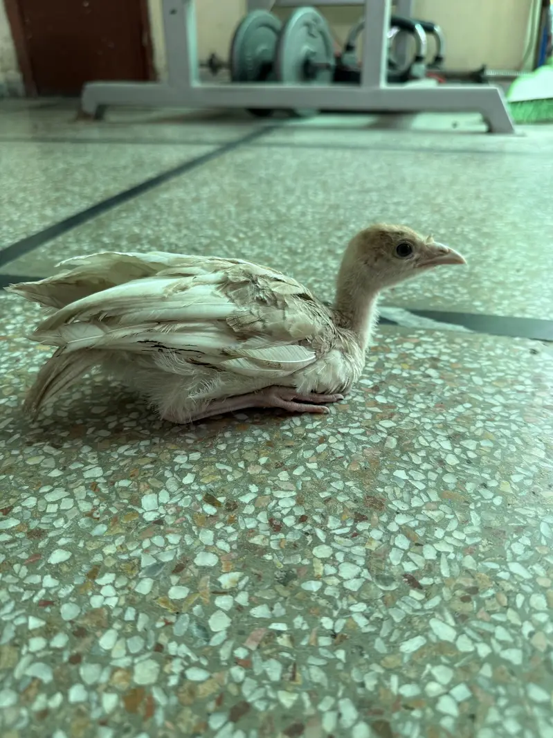 2 Golden Buff Heavy Cochin and 2 Turkey Chicks — photo 9