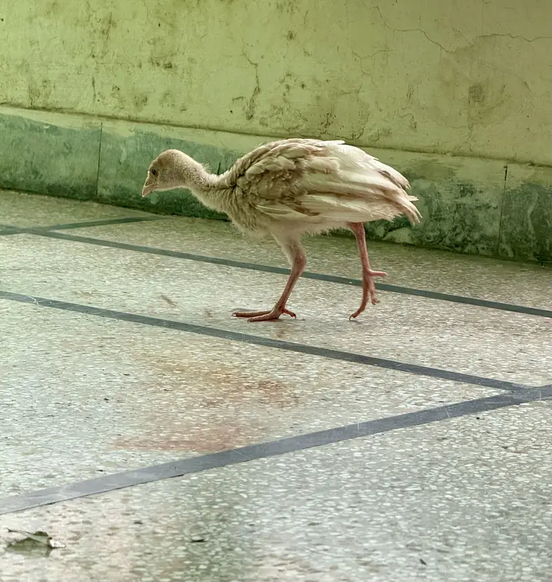 2 Golden Buff Heavy Cochin and 2 Turkey Chicks — photo 10