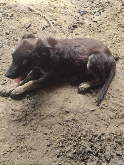 labera+bagyari dog