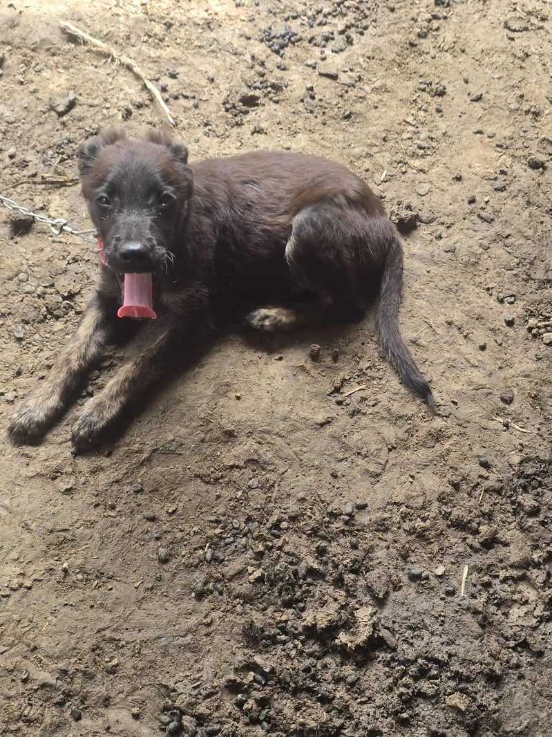 labera+bagyari dog 1