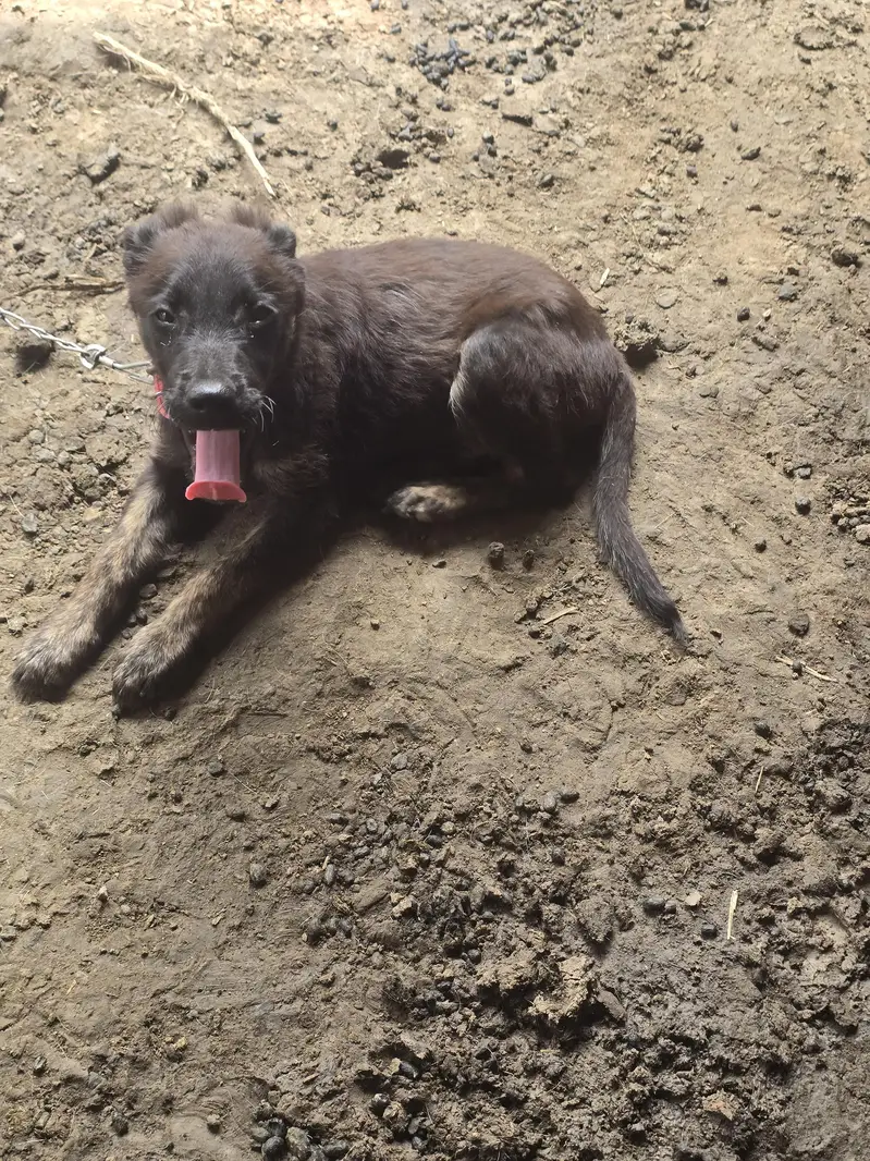 labera+bagyari dog — photo 2