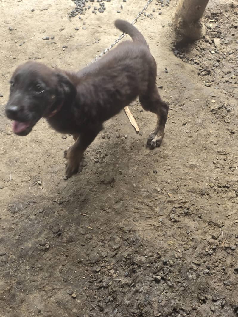 labera+bagyari dog 2