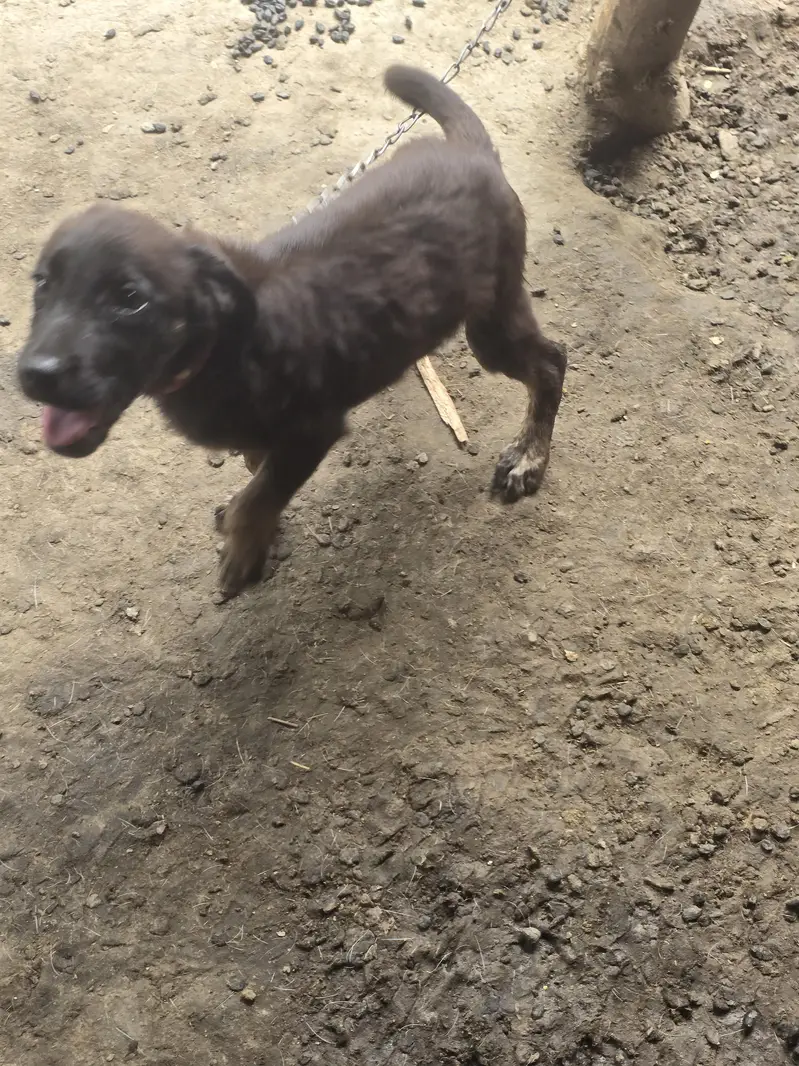 labera+bagyari dog — photo 3