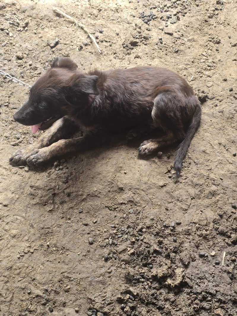 labera+bagyari dog 3