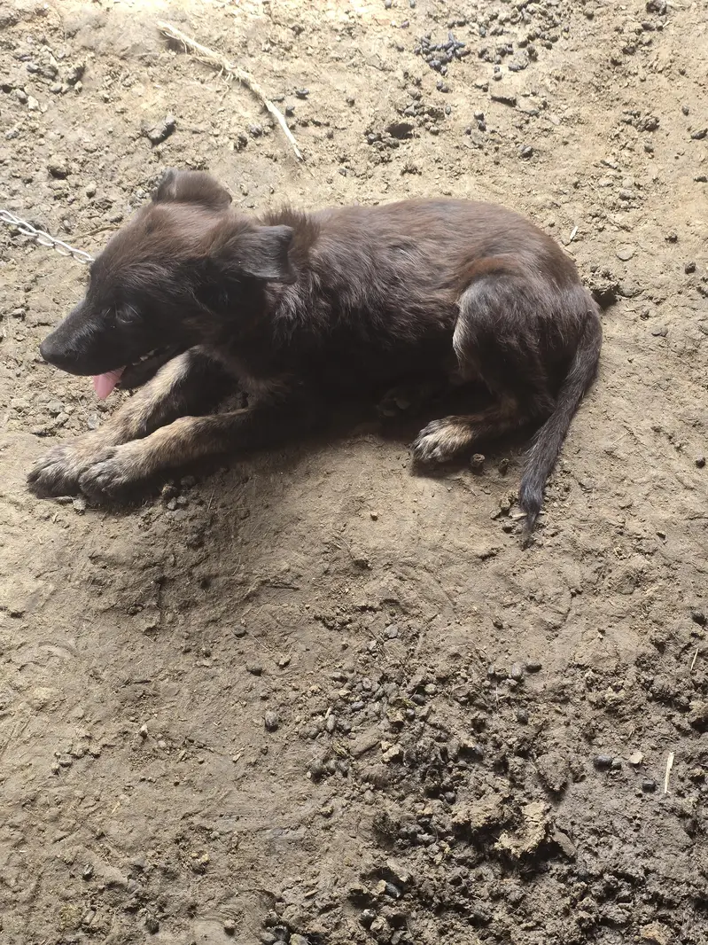 labera+bagyari dog — photo 4