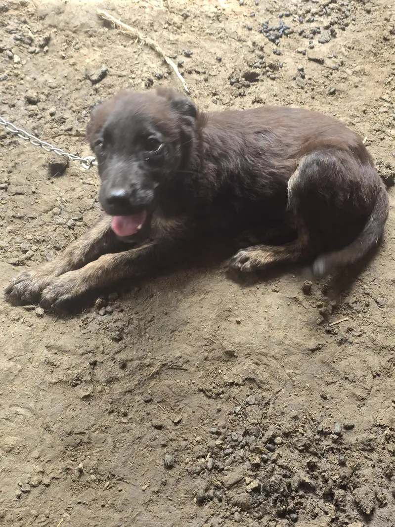 labera+bagyari dog — photo 5