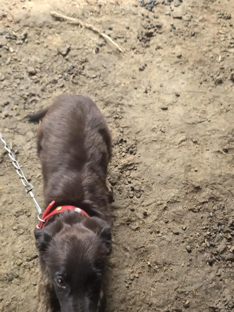 labera+bagyari dog — photo 6