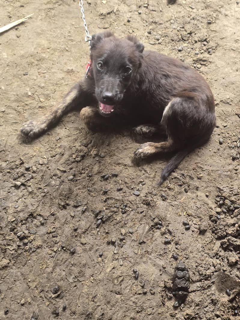 labera+bagyari dog 6