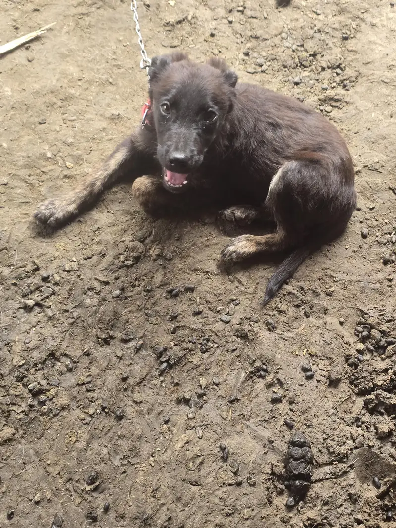 labera+bagyari dog — photo 7