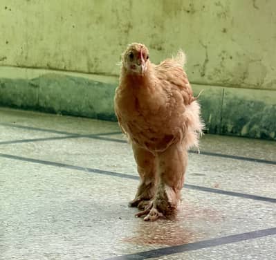 2 Golden Buff Heavy Cochin and 2 Turkey Chicks