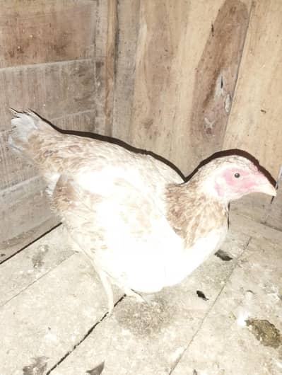 Kurak Aseel Hen for sale