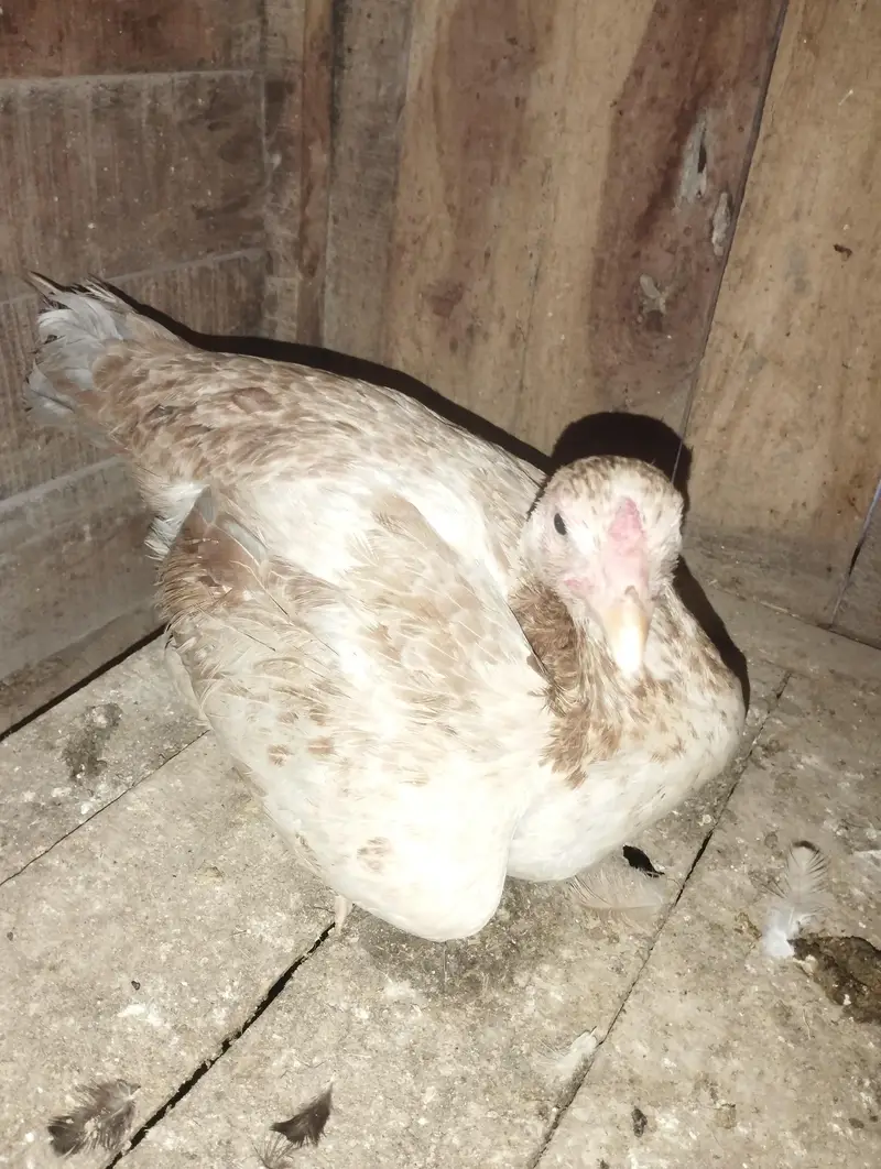 Kurak Aseel Hen for sale — photo 2
