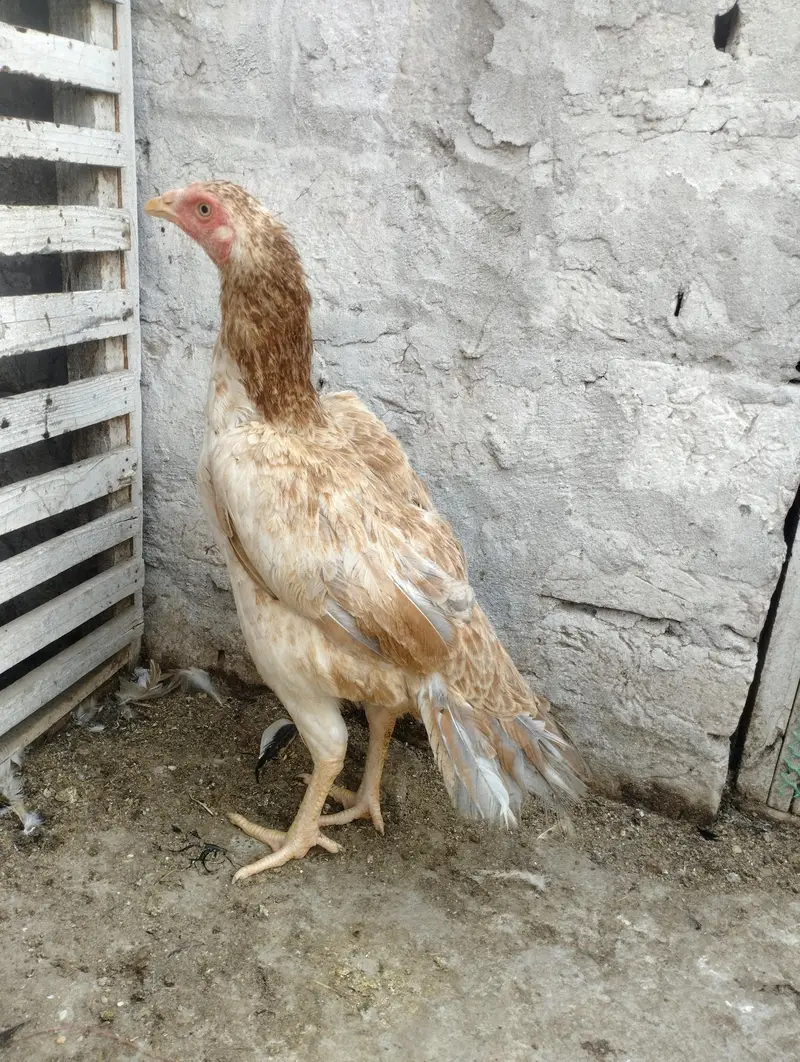 Kurak Aseel Hen for sale — photo 3