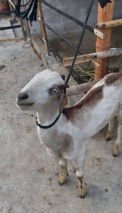 Pure toota puri male goat white eyes