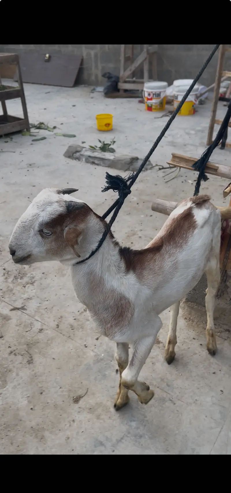 Pure toota puri male goat white eyes — photo 2