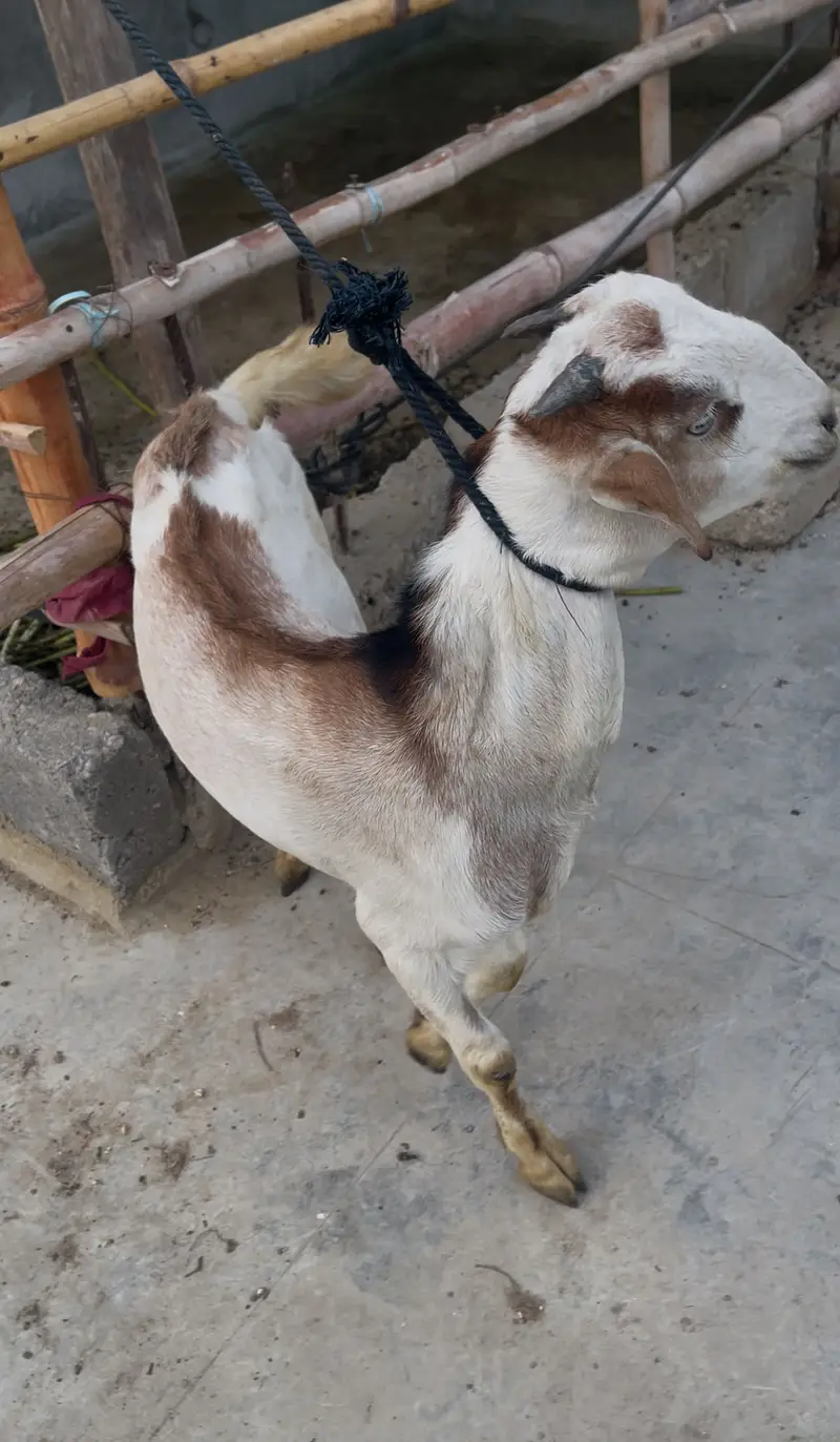 Pure toota puri male goat white eyes — photo 3