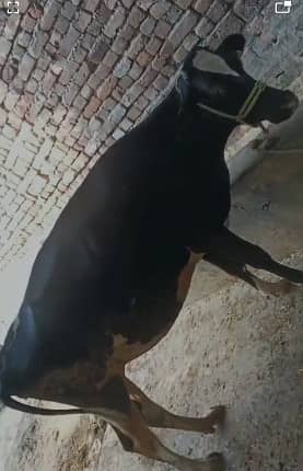 HF first timer cow  | 4 dant | gaban  گاۓ  |  Heifer Hf cow for sale