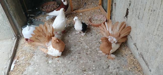 Fancy Pigeons Setup For Sale