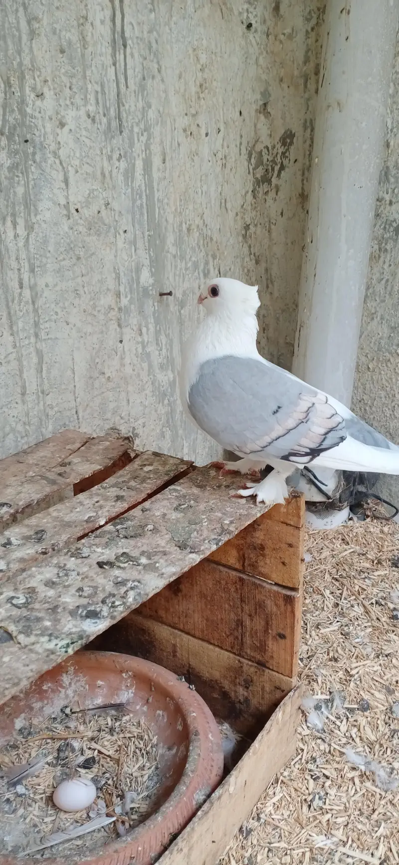 Fancy Pigeons Setup For Sale — photo 2