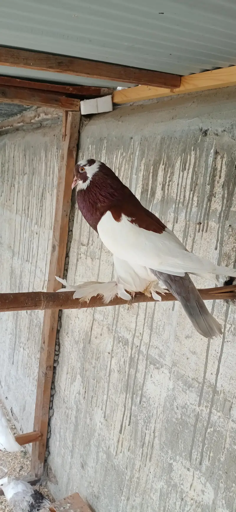 Fancy Pigeons Setup For Sale — photo 3
