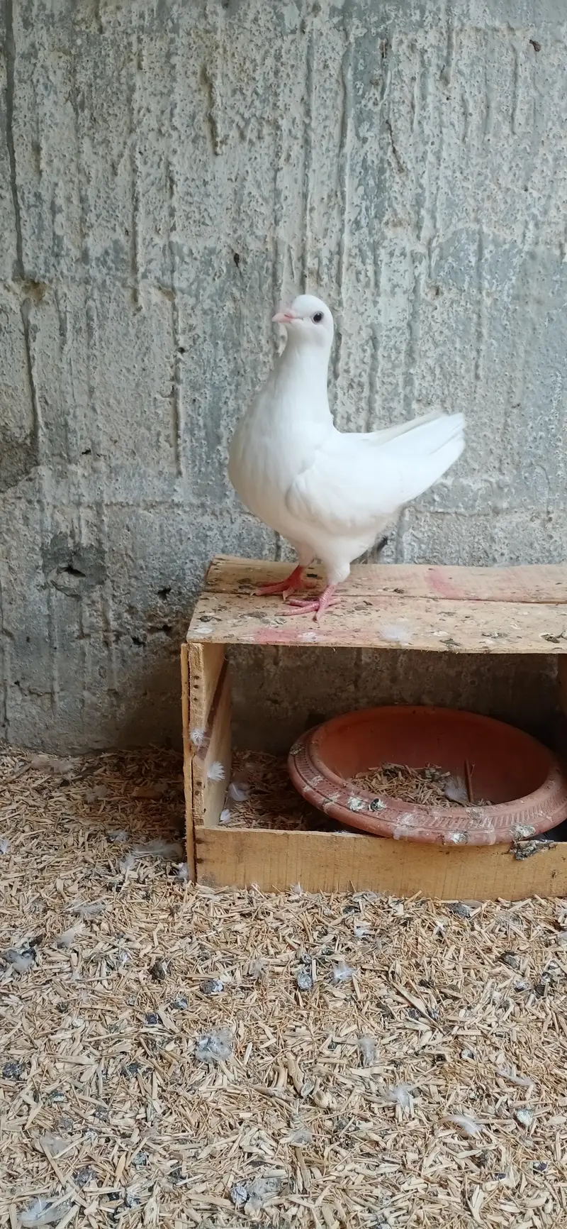 Fancy Pigeons Setup For Sale — photo 4
