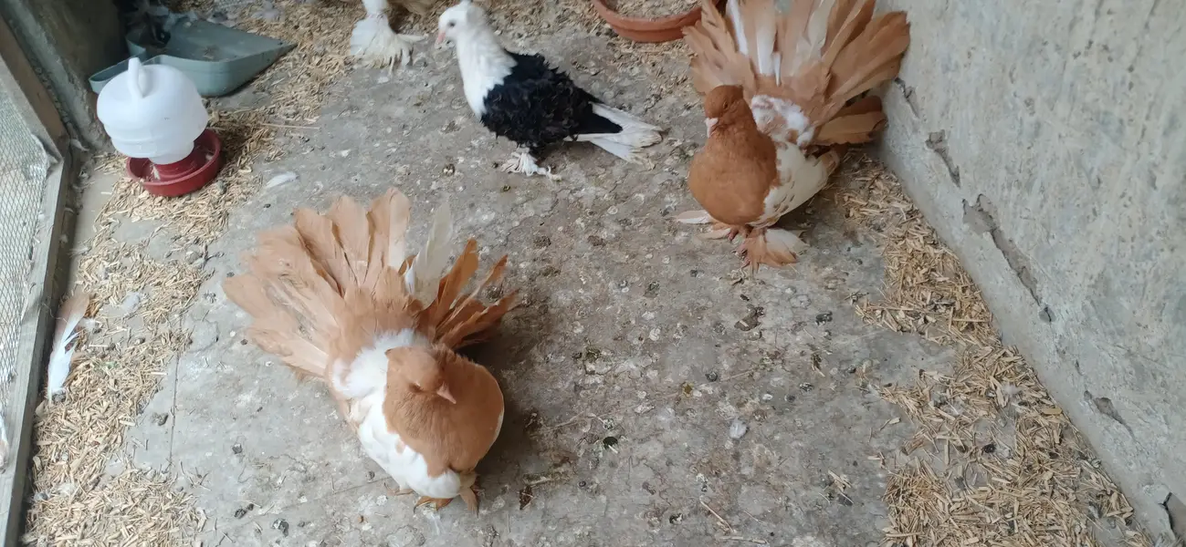 Fancy Pigeons Setup For Sale — photo 5