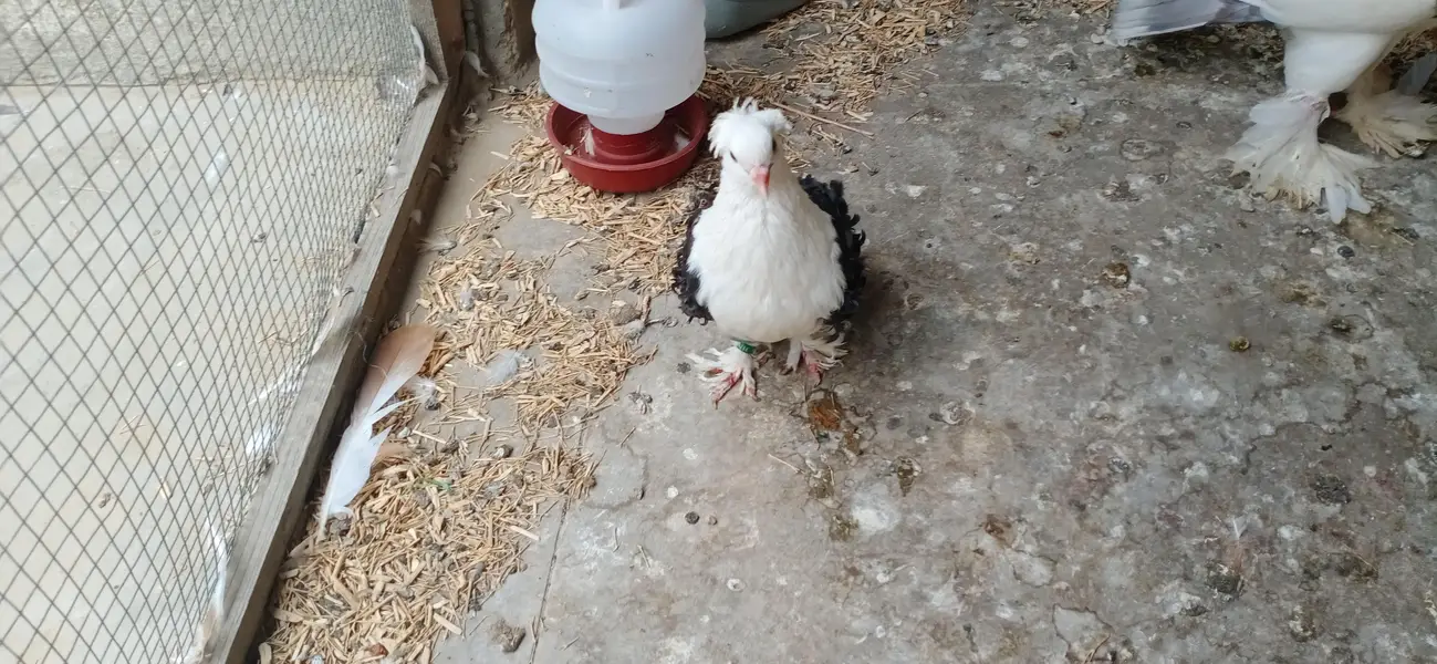 Fancy Pigeons Setup For Sale — photo 6