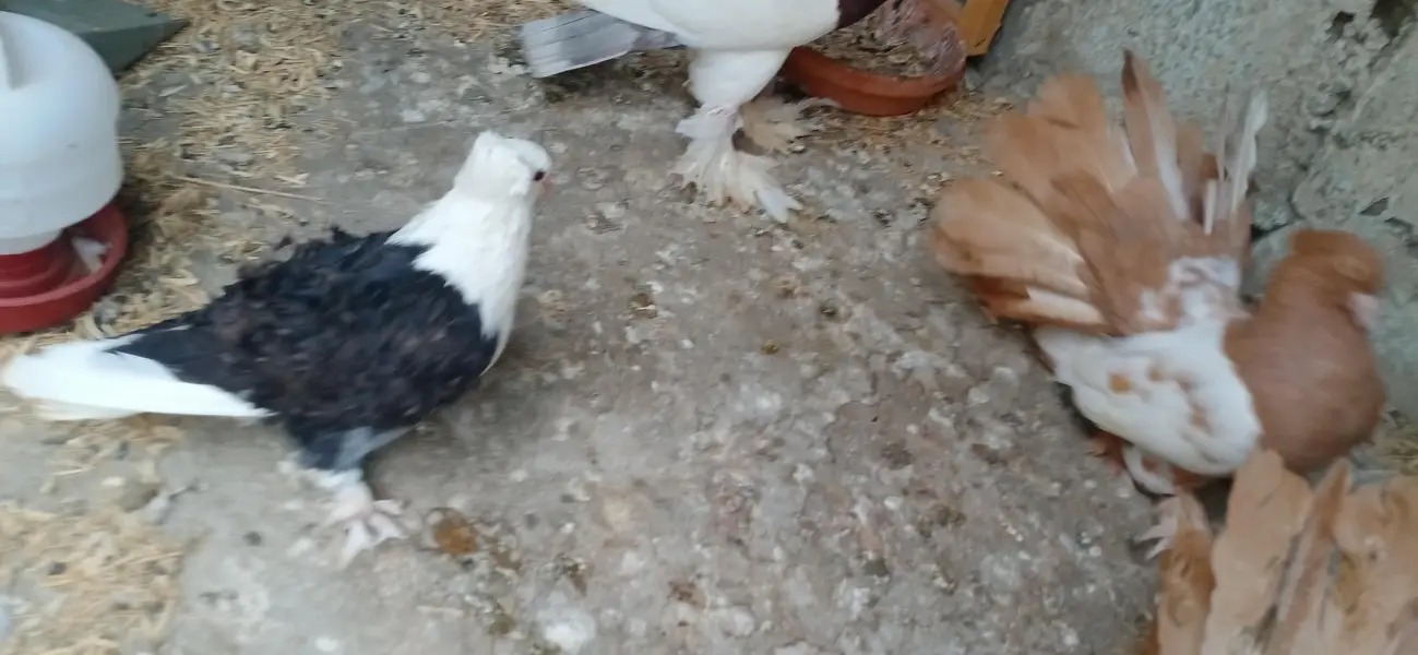 Fancy Pigeons Setup For Sale — photo 7