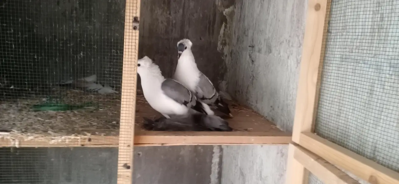 Fancy Pigeons Setup For Sale — photo 8