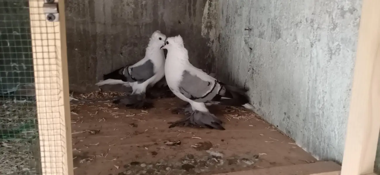 Fancy Pigeons Setup For Sale — photo 9