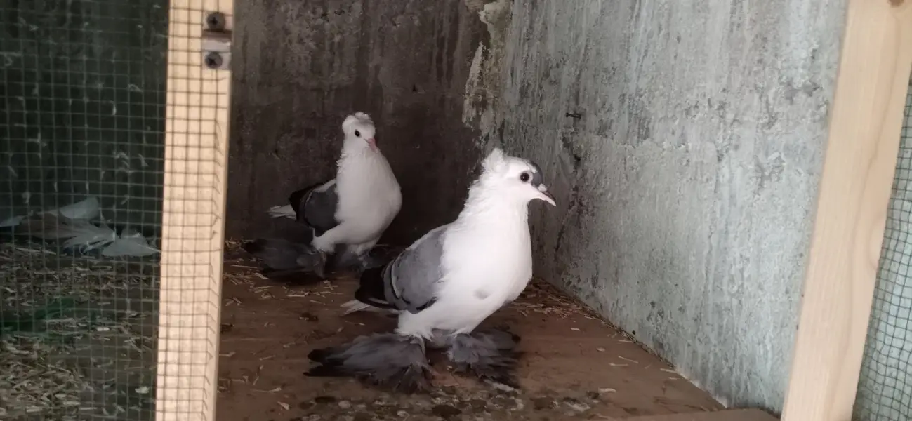 Fancy Pigeons Setup For Sale — photo 10