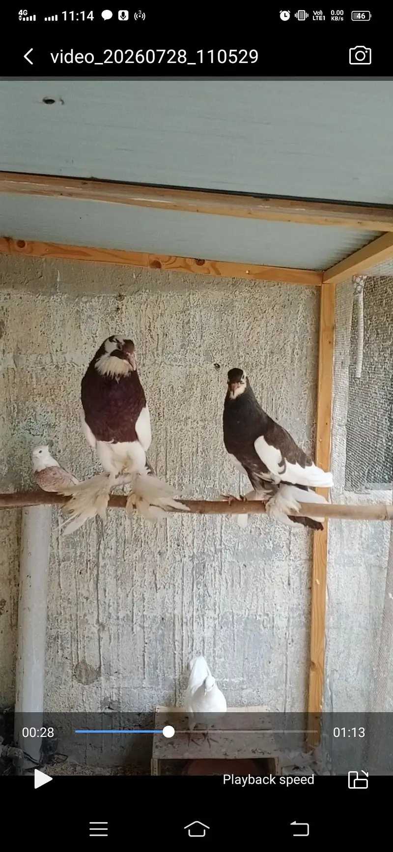 Fancy Pigeons Setup For Sale — photo 11