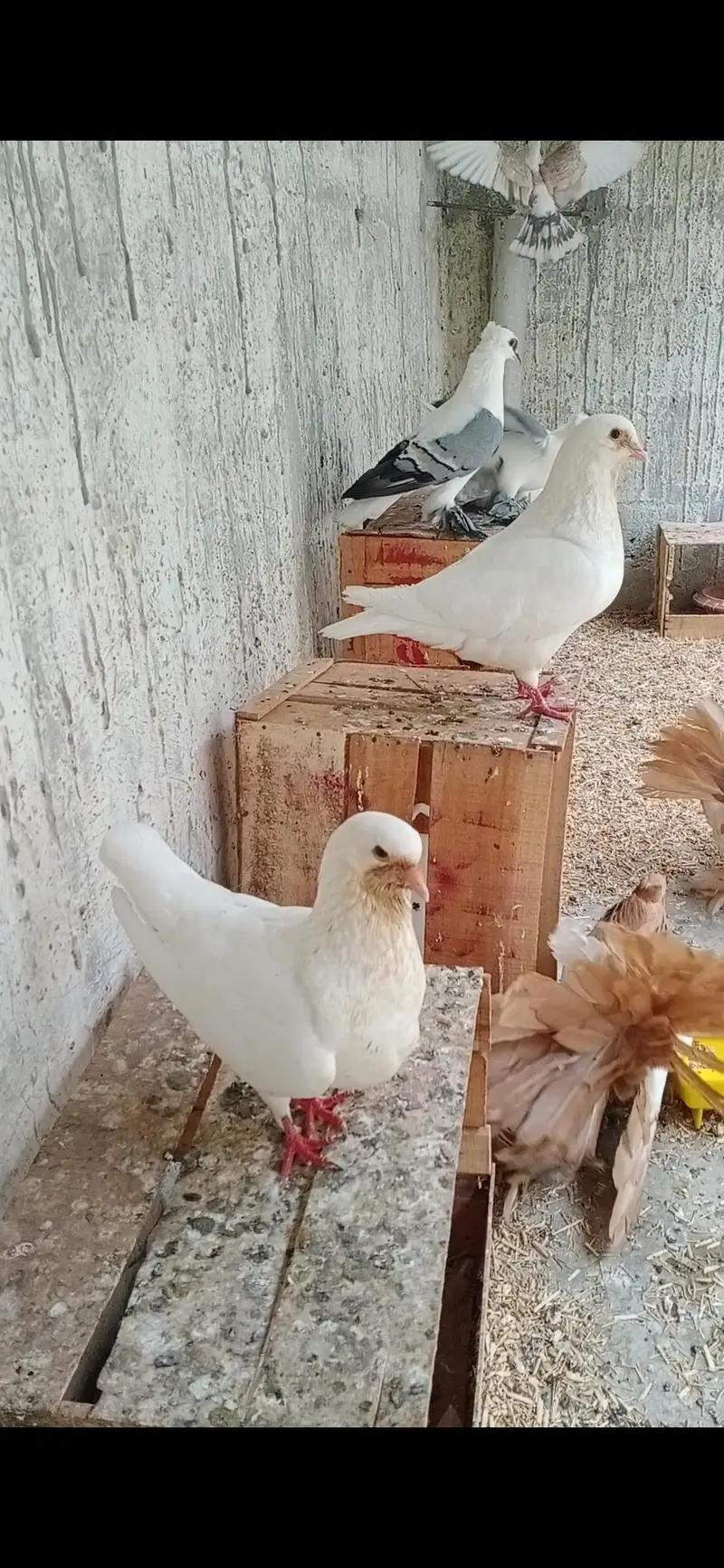 Fancy Pigeons Setup For Sale — photo 12