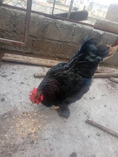 black heavy buff male