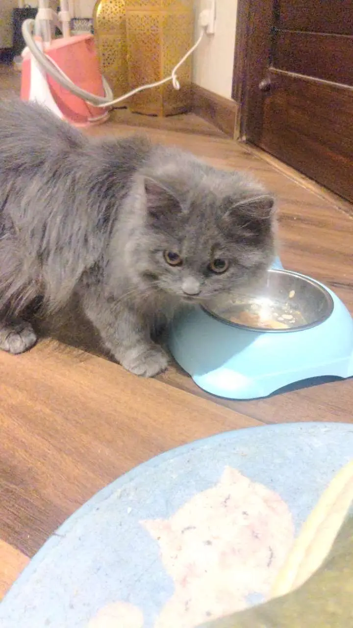 8-Month-Old Grey Persian Female Cat – Vaccinated – Loving Home Needed — photo 2