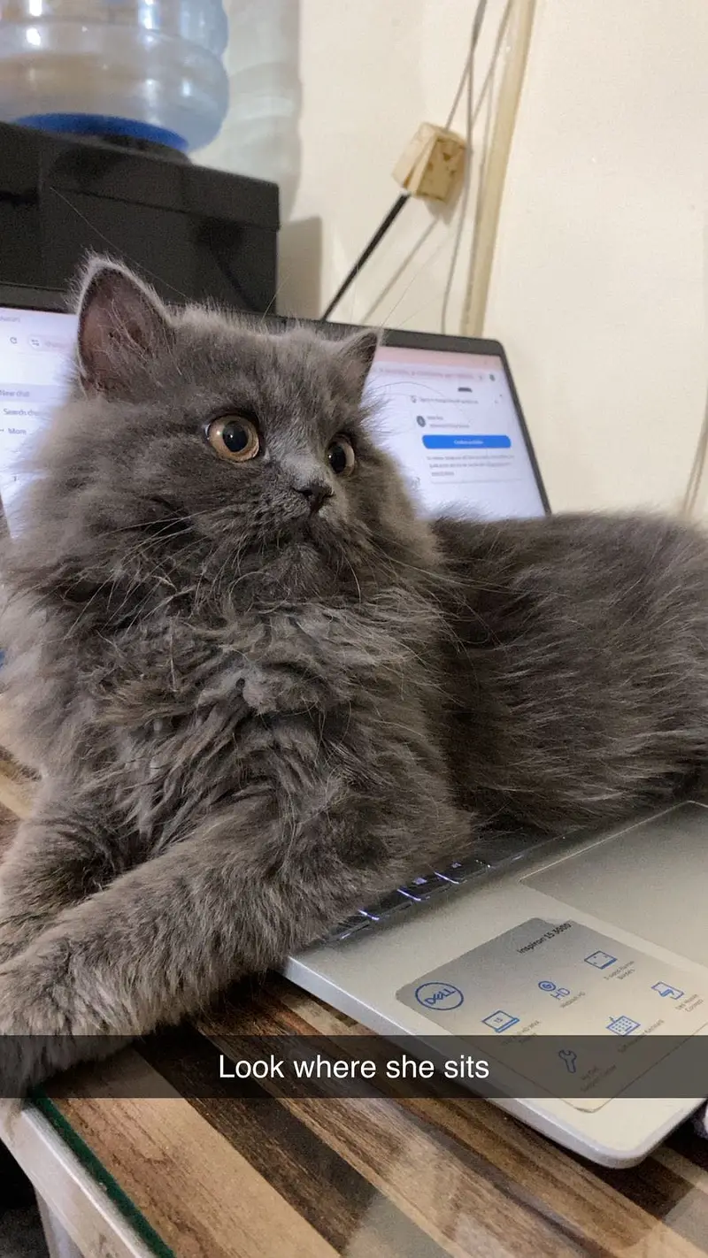8-Month-Old Grey Persian Female Cat – Vaccinated – Loving Home Needed — photo 3
