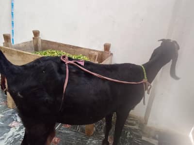 1bakri ka Sath 2bacha ha female ha picha be