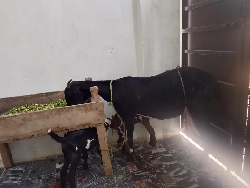 1bakri ka Sath 2bacha ha female ha picha be — photo 3