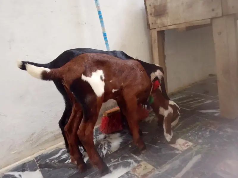 1bakri ka Sath 2bacha ha female ha picha be — photo 4
