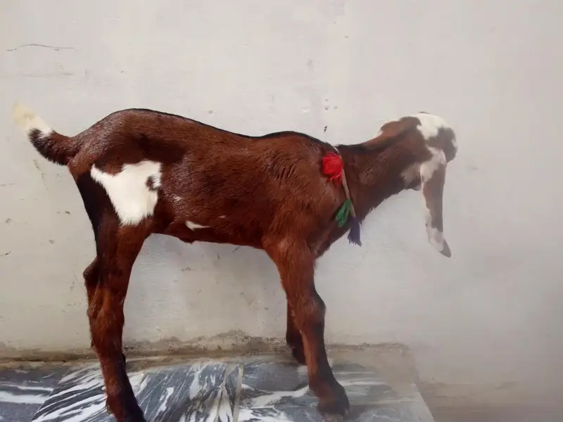 1bakri ka Sath 2bacha ha female ha picha be — photo 5