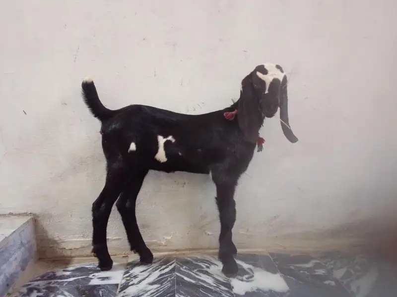 1bakri ka Sath 2bacha ha female ha picha be — photo 6