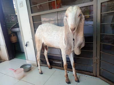 goat and kid