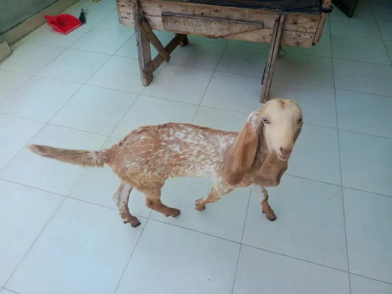goat and kid — photo 2