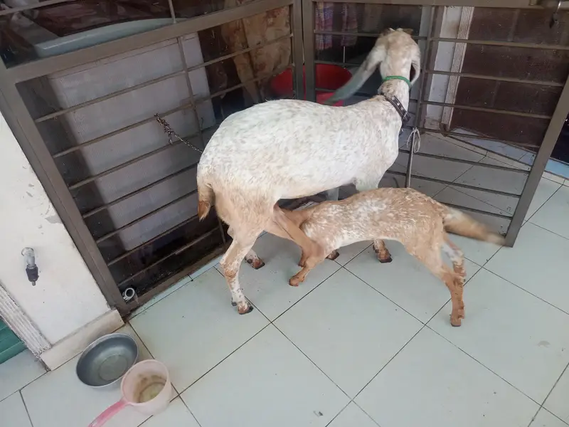 goat and kid — photo 3