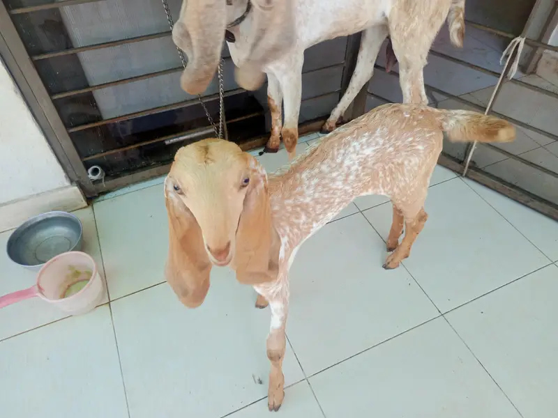 goat and kid — photo 4